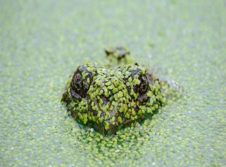 el curandero (película) reparto